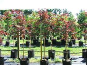 Acer palmatum "Red Emperor"